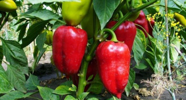 Jak lze papriky krmit po výsadbě do země pro bohatou úrodu